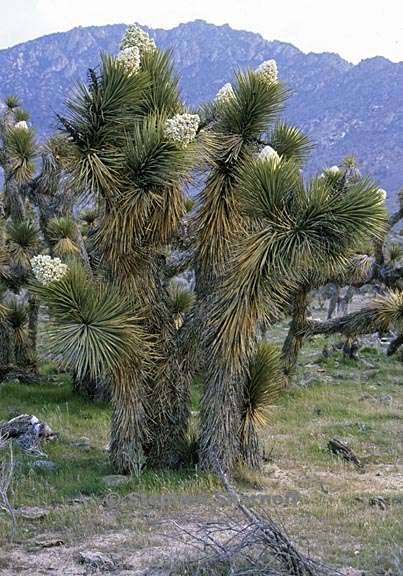 yucca brevifolia 4 graphic